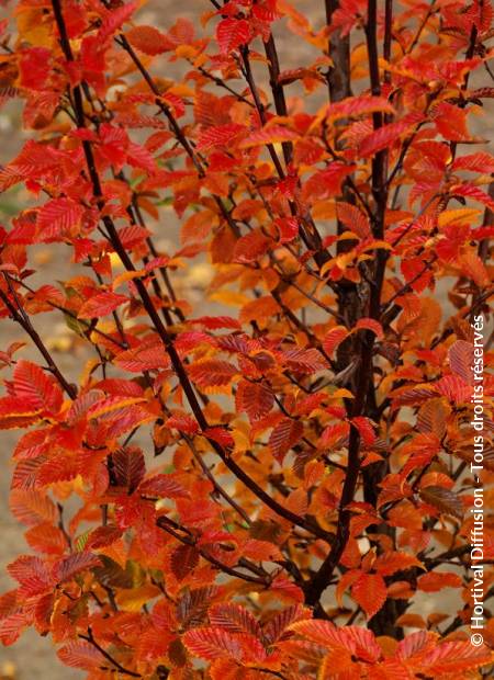 © Hortival Diffusion - Tous droits réservés