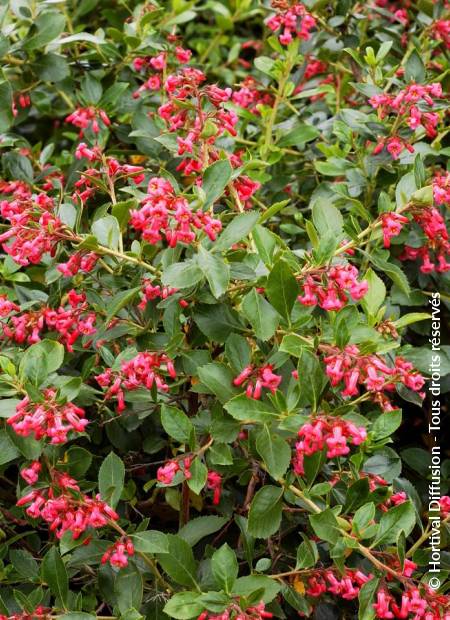 © Hortival Diffusion - Tous droits réservés