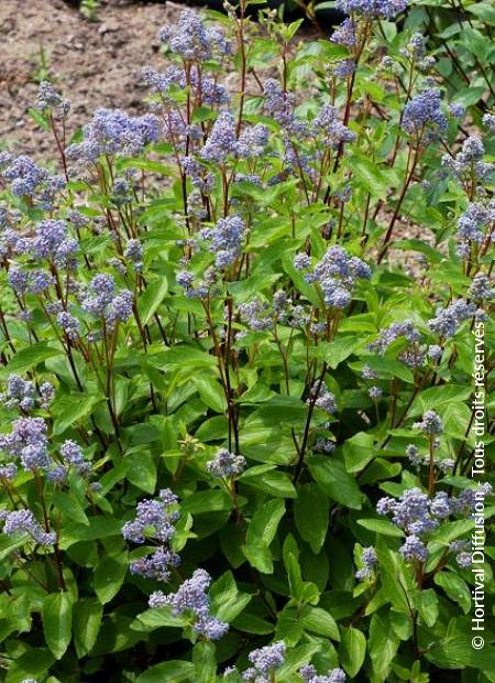 © Hortival Diffusion - Tous droits réservés