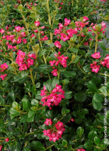 © Hortival Diffusion - Tous droits réservés