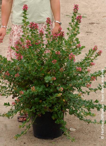 © Hortival Diffusion - Tous droits réservés