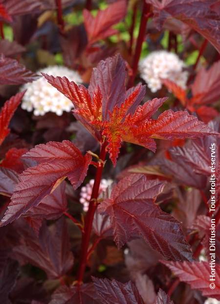 © Hortival Diffusion - Tous droits réservés