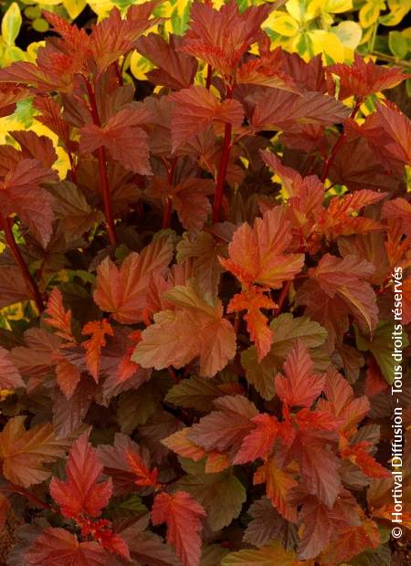 © Hortival Diffusion - Tous droits réservés