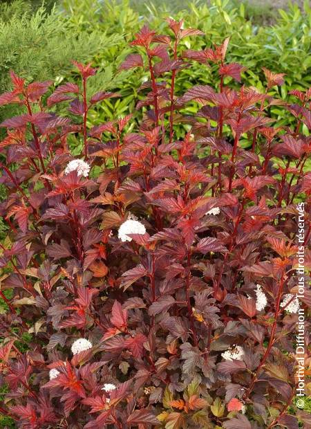 © Hortival Diffusion - Tous droits réservés