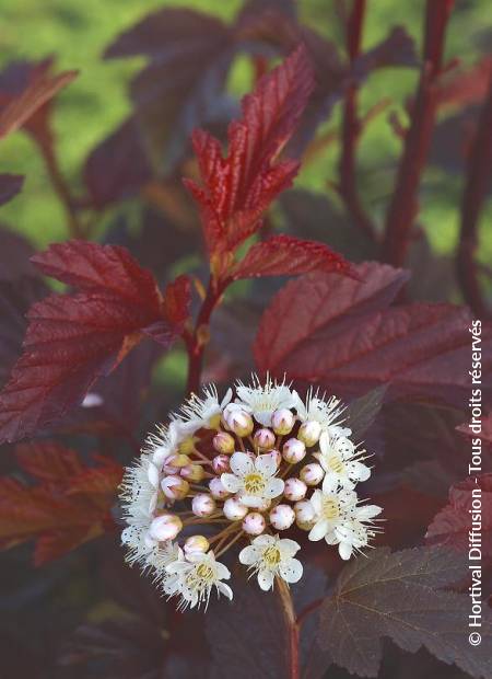 © Hortival Diffusion - Tous droits réservés