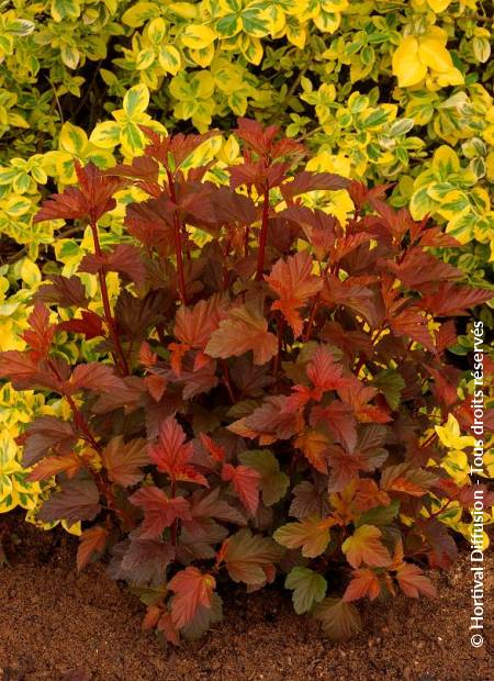 © Hortival Diffusion - Tous droits réservés