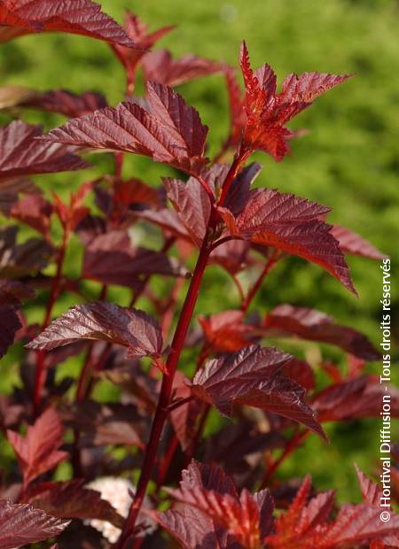 © Hortival Diffusion - Tous droits réservés