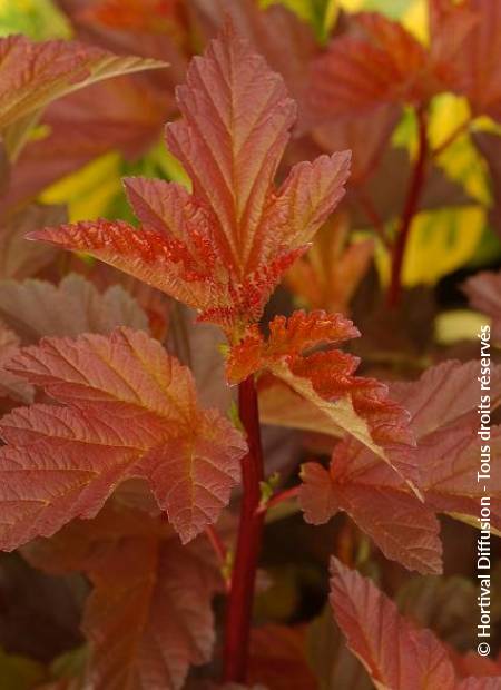 © Hortival Diffusion - Tous droits réservés