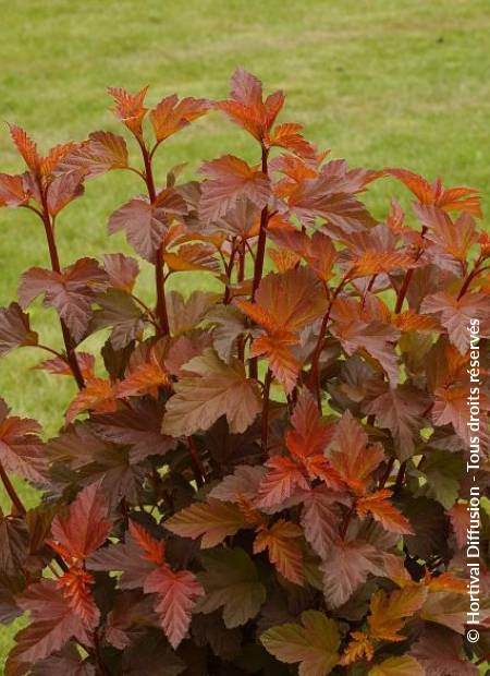 © Hortival Diffusion - Tous droits réservés