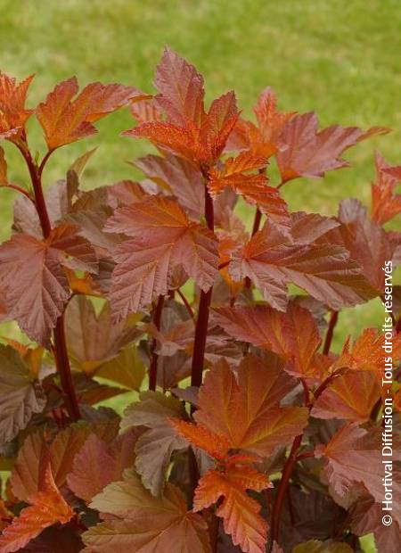 © Hortival Diffusion - Tous droits réservés