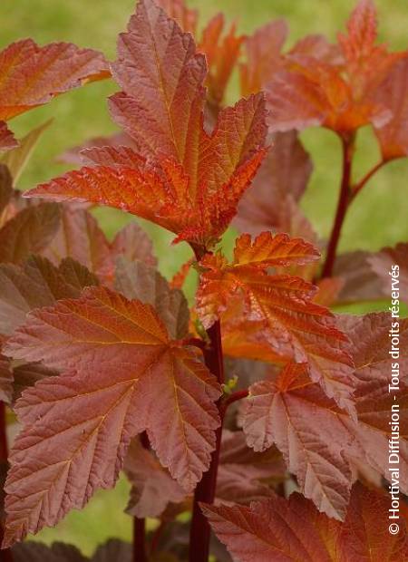 © Hortival Diffusion - Tous droits réservés