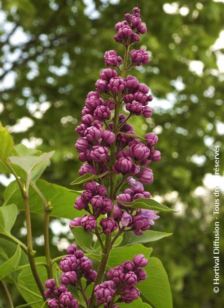 © Hortival Diffusion - Tous droits réservés