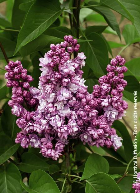 © Hortival Diffusion - Tous droits réservés