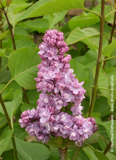 © Hortival Diffusion - Tous droits réservés