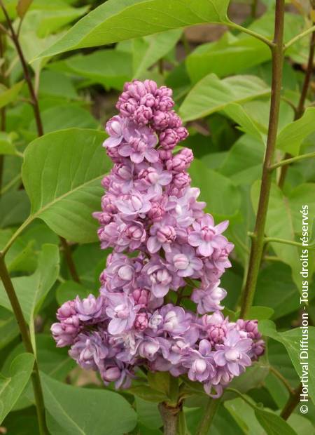 © Hortival Diffusion - Tous droits réservés