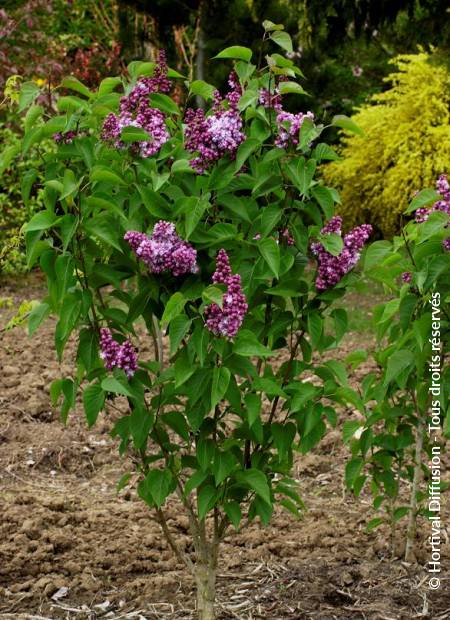 © Hortival Diffusion - Tous droits réservés