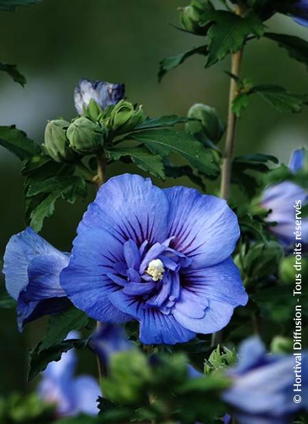 © Hortival Diffusion - Tous droits réservés