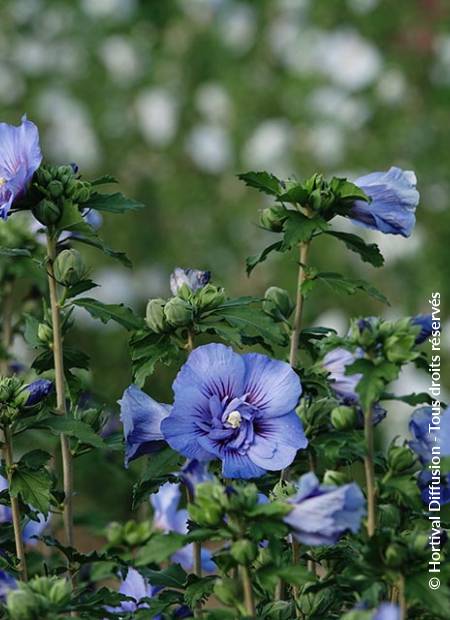 © Hortival Diffusion - Tous droits réservés