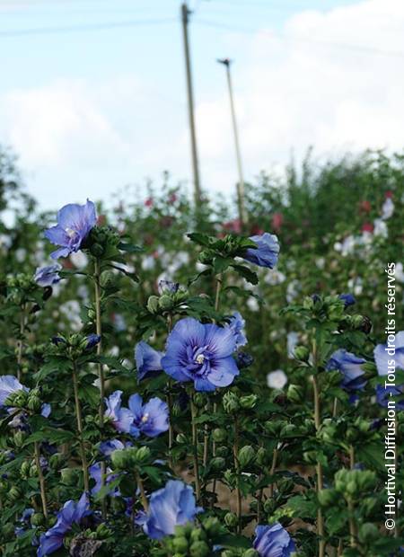 © Hortival Diffusion - Tous droits réservés