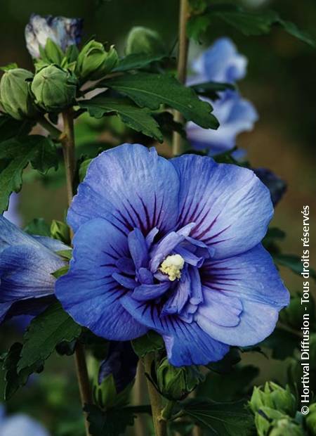 © Hortival Diffusion - Tous droits réservés