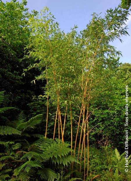 © Hortival Diffusion - Tous droits réservés