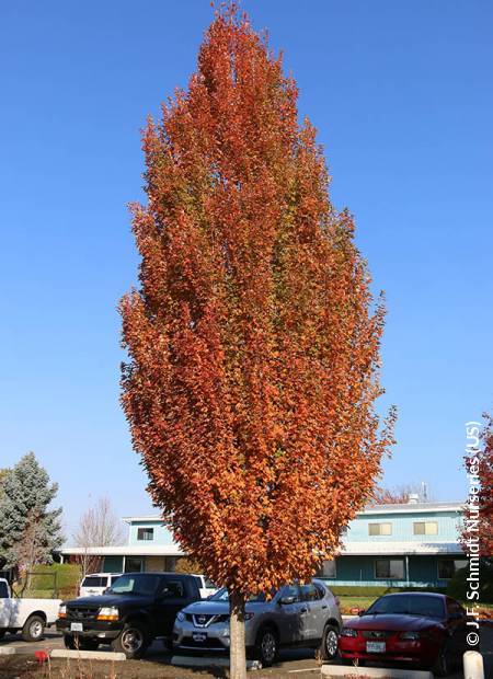 © J.F. Schmidt Nurseries (US)