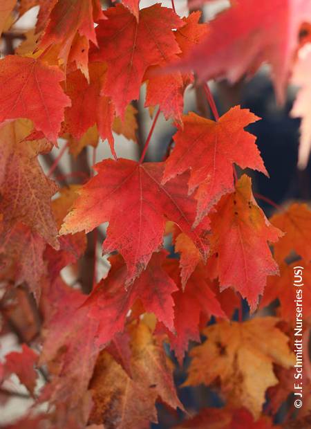 © J.F. Schmidt Nurseries (US)