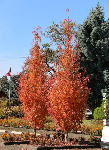 © J.F. Schmidt Nurseries (US)