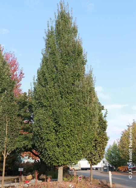 © J.F. Schmidt Nurseries (US)