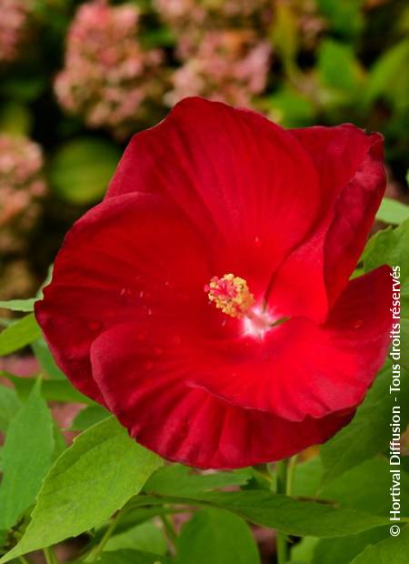 © Hortival Diffusion - Tous droits réservés