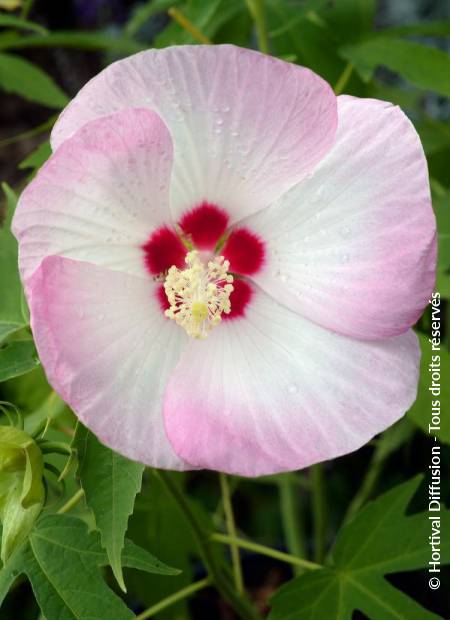 © Hortival Diffusion - Tous droits réservés