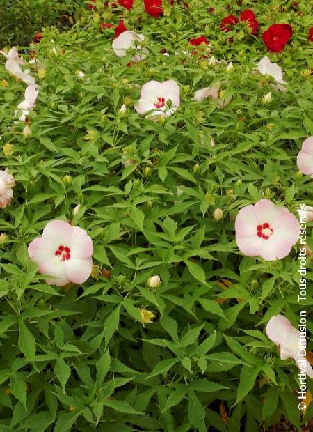 © Hortival Diffusion - Tous droits réservés