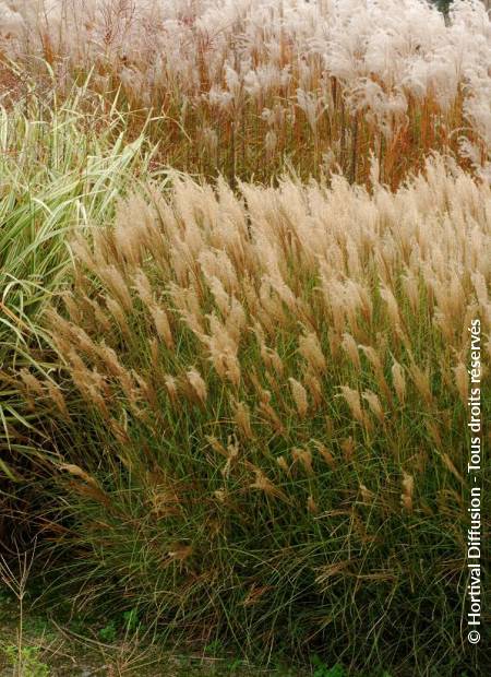 © Hortival Diffusion - Tous droits réservés