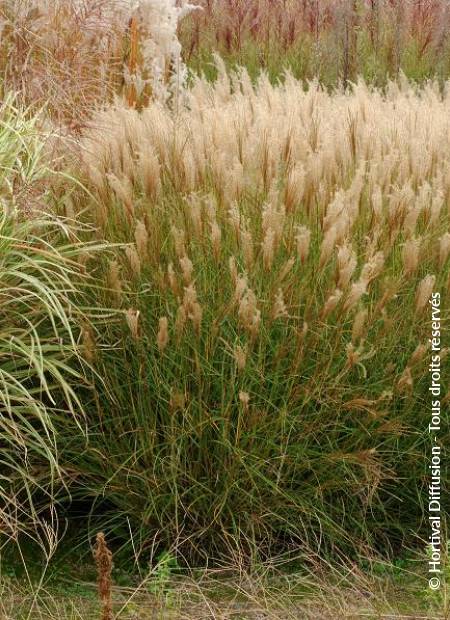 © Hortival Diffusion - Tous droits réservés