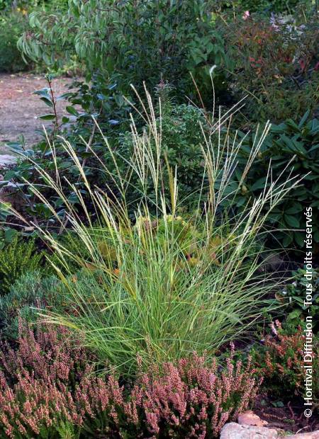 © Hortival Diffusion - Tous droits réservés