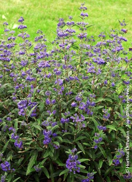 © Hortival Diffusion - Tous droits réservés