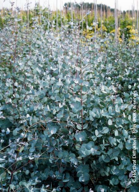 © Hortival Diffusion - Tous droits réservés