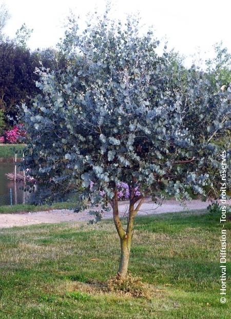 © Hortival Diffusion - Tous droits réservés