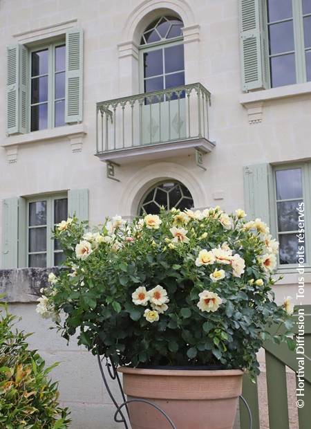 © Hortival Diffusion - Tous droits réservés