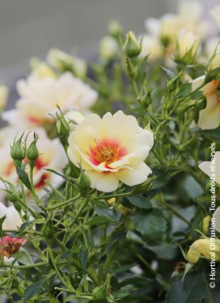 © Hortival Diffusion - Tous droits réservés