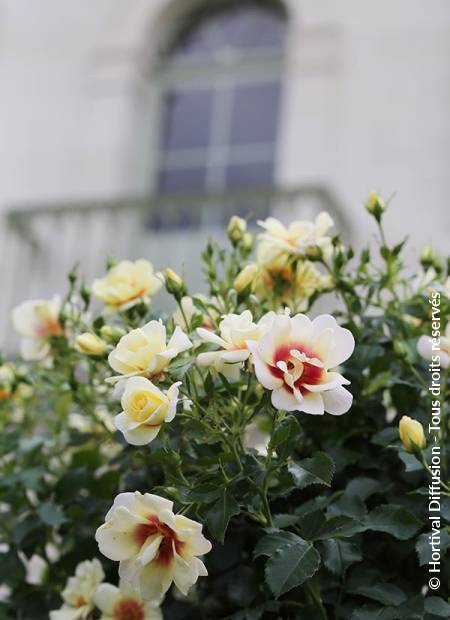 © Hortival Diffusion - Tous droits réservés