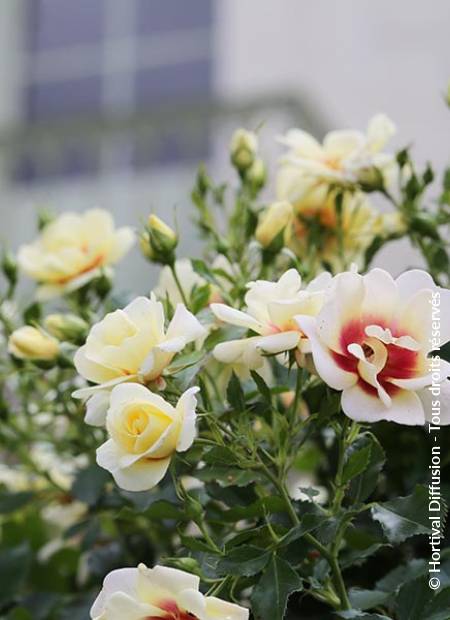 © Hortival Diffusion - Tous droits réservés