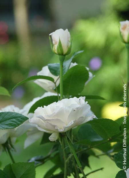 © Hortival Diffusion - Tous droits réservés