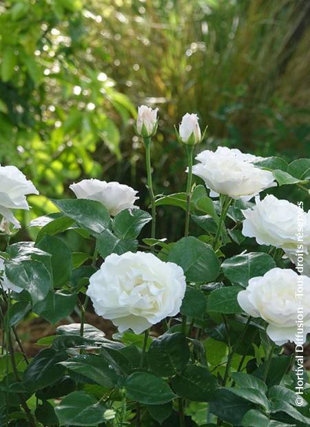 © Hortival Diffusion - Tous droits réservés
