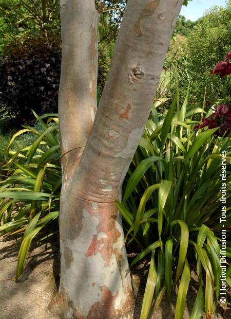 © Hortival Diffusion - Tous droits réservés