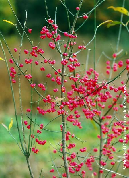 © Hortival Diffusion - Tous droits réservés