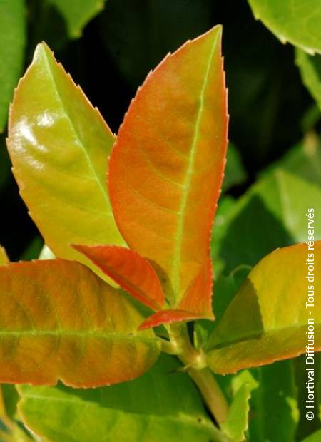 © Hortival Diffusion - Tous droits réservés