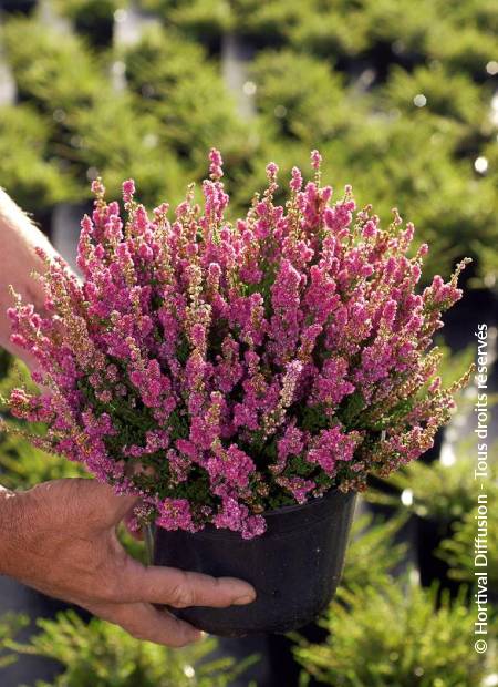 © Hortival Diffusion - Tous droits réservés