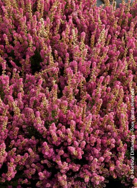 © Hortival Diffusion - Tous droits réservés