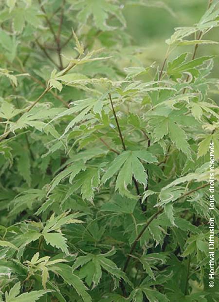 © Hortival Diffusion - Tous droits réservés